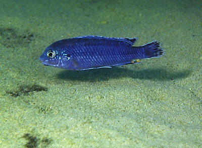 Labidochromis strigatus 'Same Bay'
